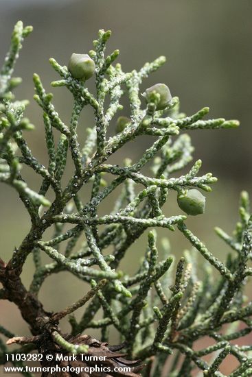 Cupressus bakeri (Hesperocyparis bakeri)