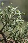 Modoc Cypress (Baker's Cypress) foliage & immature cones detail