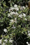 Pinemat Ceanothus, white form