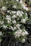 Pinemat Ceanothus, white form