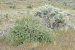 Wild Crab Apple w/ Big Sagebrush