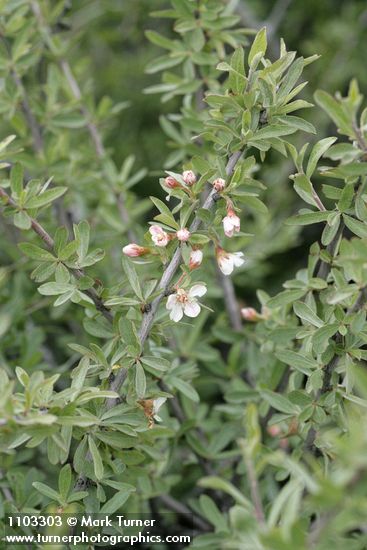 Peraphyllum ramosissimum