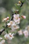 Wild Crab Apple blossoms & foliage detail