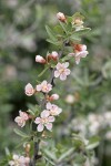 Wild Crab Apple blossoms & foliage