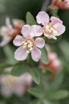 Wild Crab Apple blossoms detail