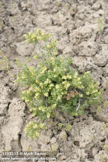 Picrothamnus desertorum (Artemisia spinescens)