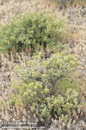 Picrothamnus desertorum (Artemisia spinescens)