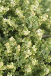 Bud Sage blossoms & foliage