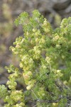 Bud Sage blossoms & foliage