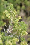 Bud Sage blossoms & foliage