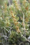 Spiny Greasebush blossoms & foliage detail