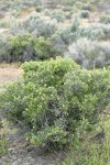 Shadscale Saltbush