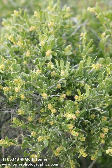 Atriplex confertifolia