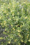 Shadscale Saltbush blossoms & foliage