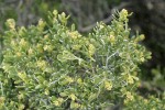 Shadscale Saltbush blossoms & foliage