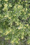 Shadscale Saltbush blossoms & foliage