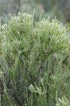 Littleleaf Horsebrush foliage & flower buds