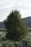 California Juniper