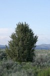 California Juniper