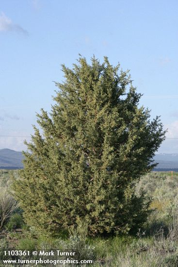 Juniperus californica