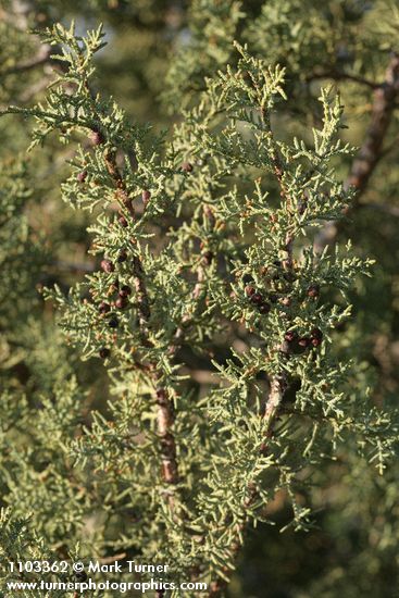 Juniperus californica