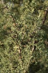 California Juniper foliage