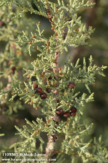 Juniperus californica