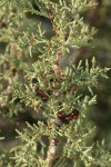 California Juniper foliage & previous year's berries detail