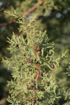 California Juniper foliage & previous year's berries detail