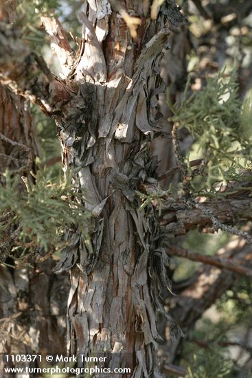 Juniperus californica