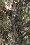 California Juniper bark