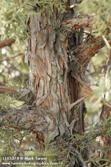 Juniperus californica