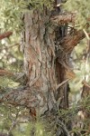 California Juniper bark