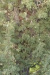 California Juniper foliage