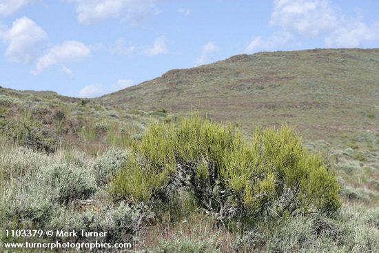 Ephedra viridis