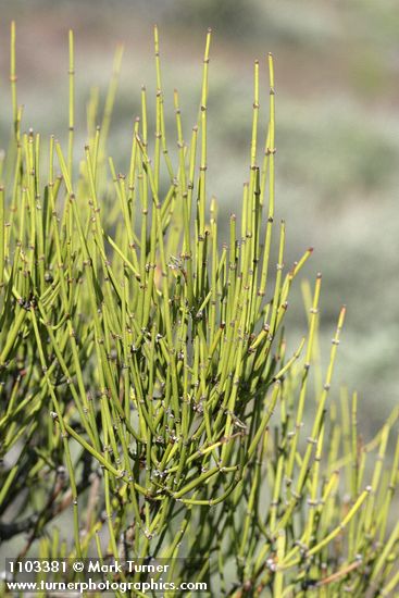 Ephedra viridis