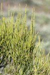 Green Ephedra (Mormon Tea) foliage