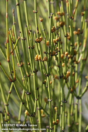 Ephedra viridis