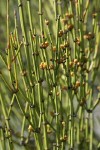 Green Ephedra (Mormon Tea) foliage & immature seed cones detail