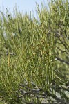 Green Ephedra (Mormon Tea) foliage & immature seed cones
