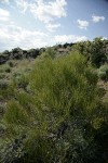 Green Ephedra (Mormon Tea)