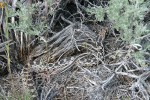 Pacific Gopher Snake at base of Big Sagebrush