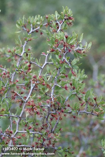 Prunus andersonii