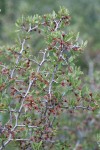 Desert Peach twigs, foliage, immature fruit