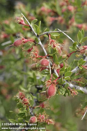 Prunus andersonii