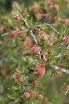 Desert Peach twig, foliage, immature fruit