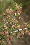 Desert Peach twig, foliage, immature fruit