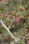 Desert Peach twig, foliage, immature fruit