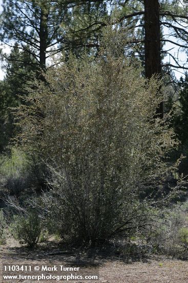 Cercocarpus ledifolius (var. intermontanus)