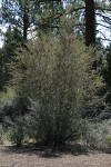 Curl-leaf Mountain-mahogany